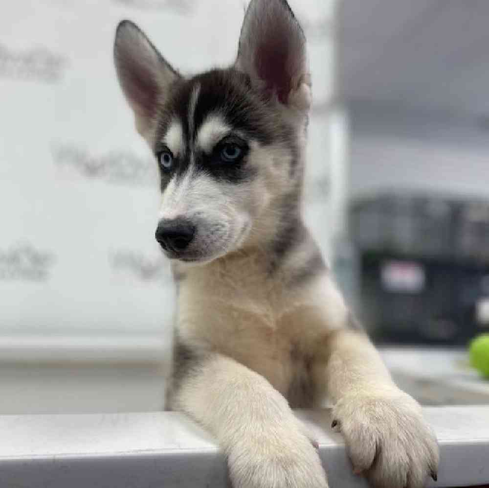 Female Siberian Husky Puppy for Sale in Bellmore, NY