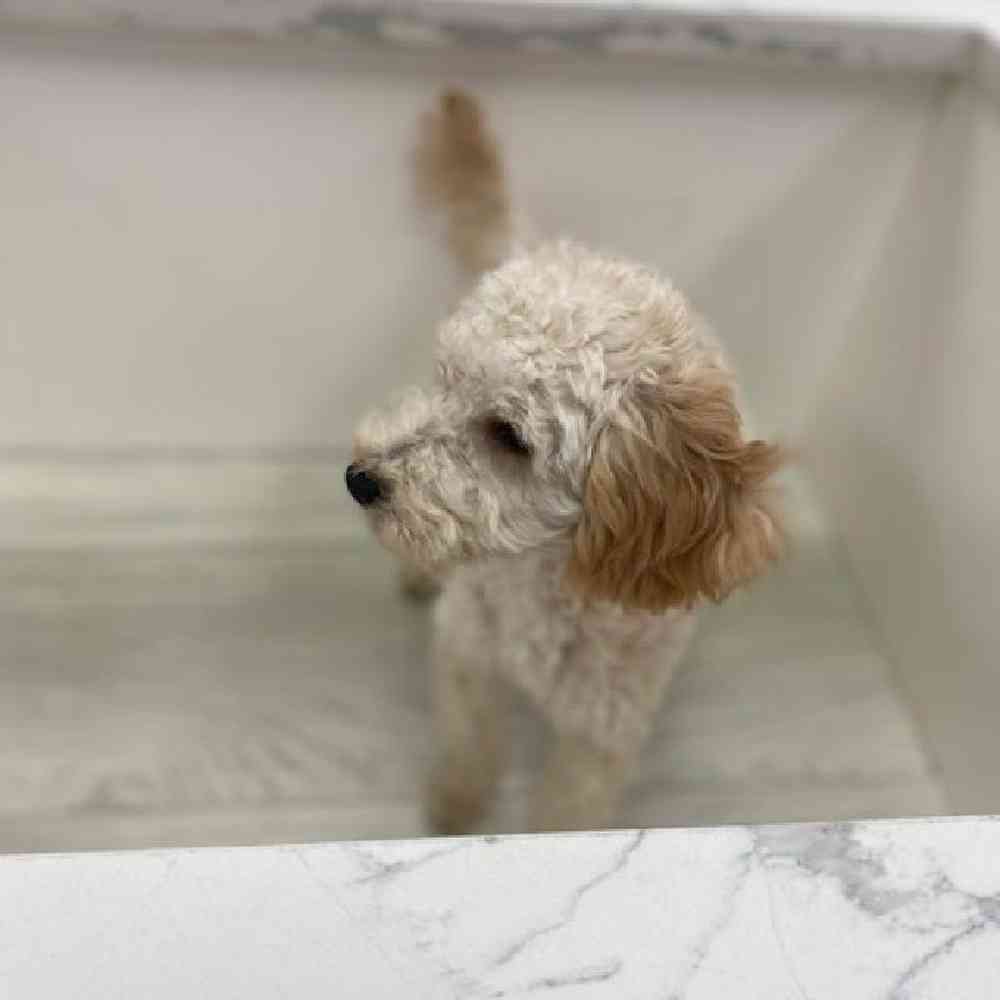 Female 2nd Gen MGD/Poodle Puppy for Sale in Bellmore, NY