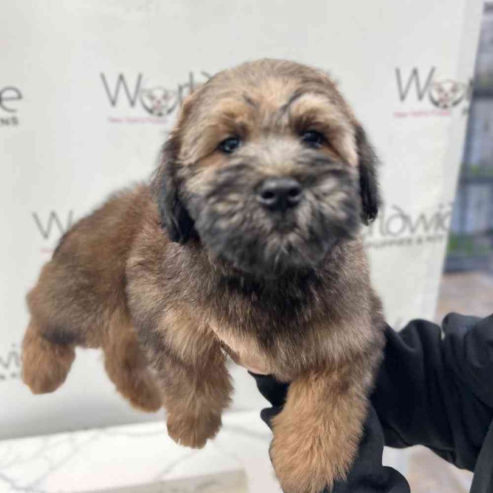 Male Soft Coated Wheaten Terrier Puppy for Sale in Bellmore, NY