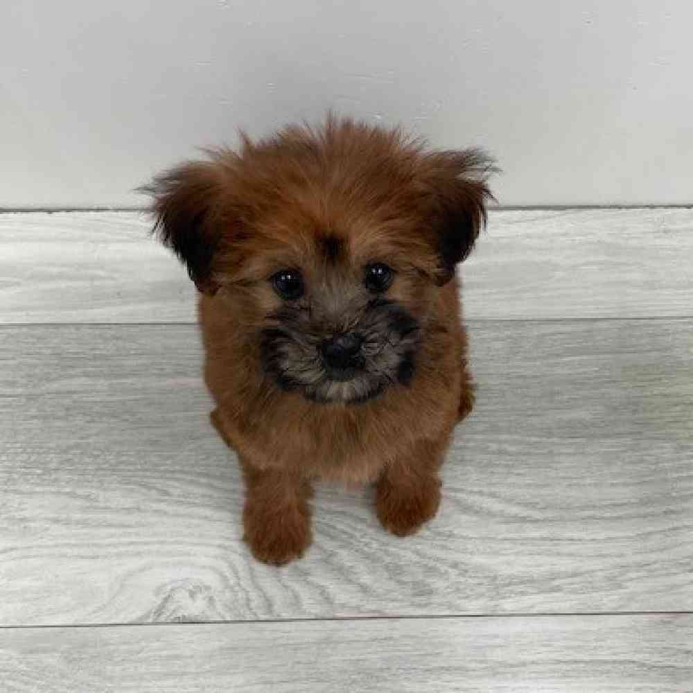 Female Mini Woodle Puppy for Sale in Bellmore, NY