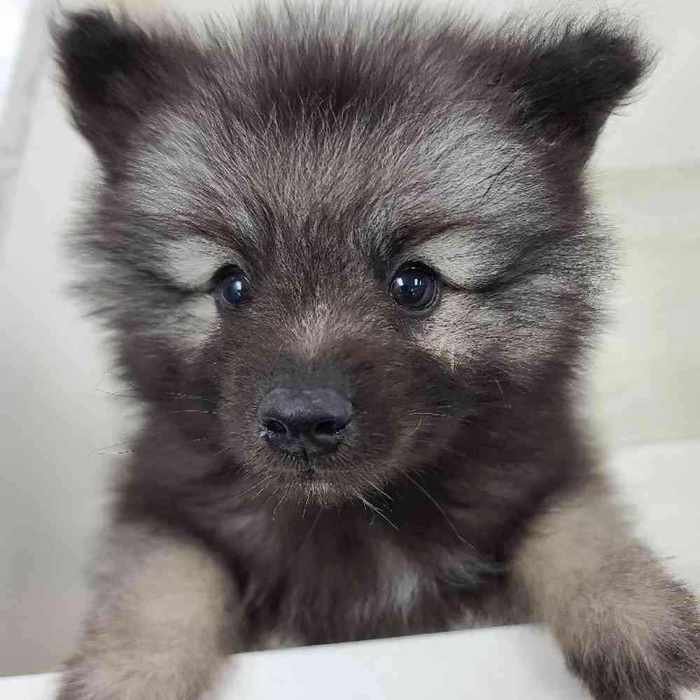 Male Keeshond Puppy for sale