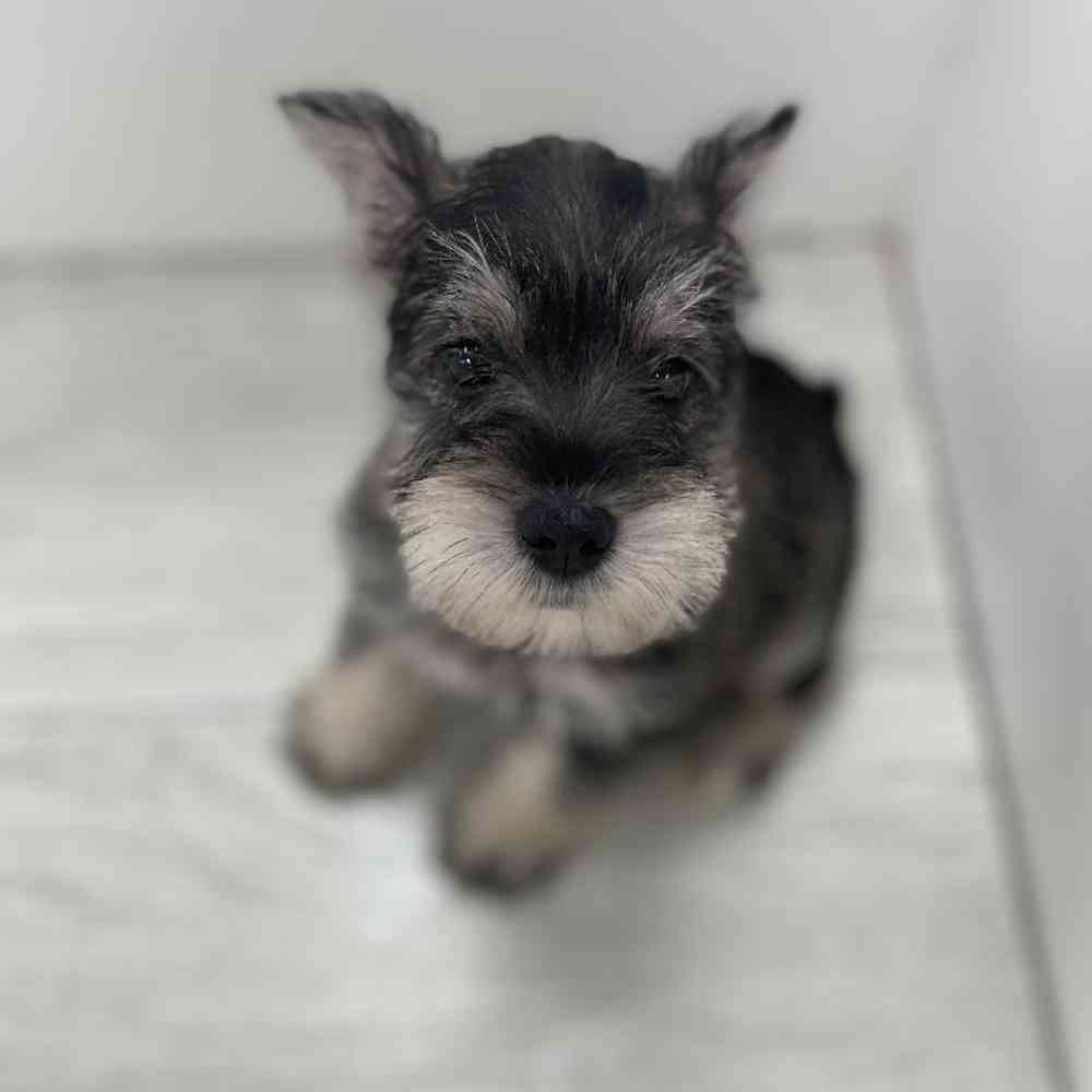 Male Mini Schnauzer Puppy for Sale in Bellmore, NY