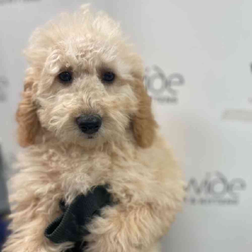 Female 2nd Gen Mini Goldendoodle Puppy for Sale in Bellmore, NY