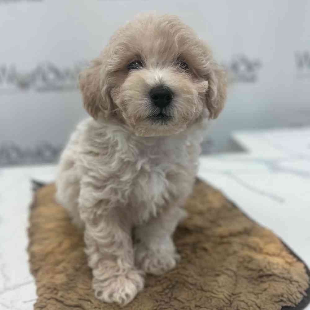 Male Bichon-Poodle Puppy for Sale in Bellmore, NY