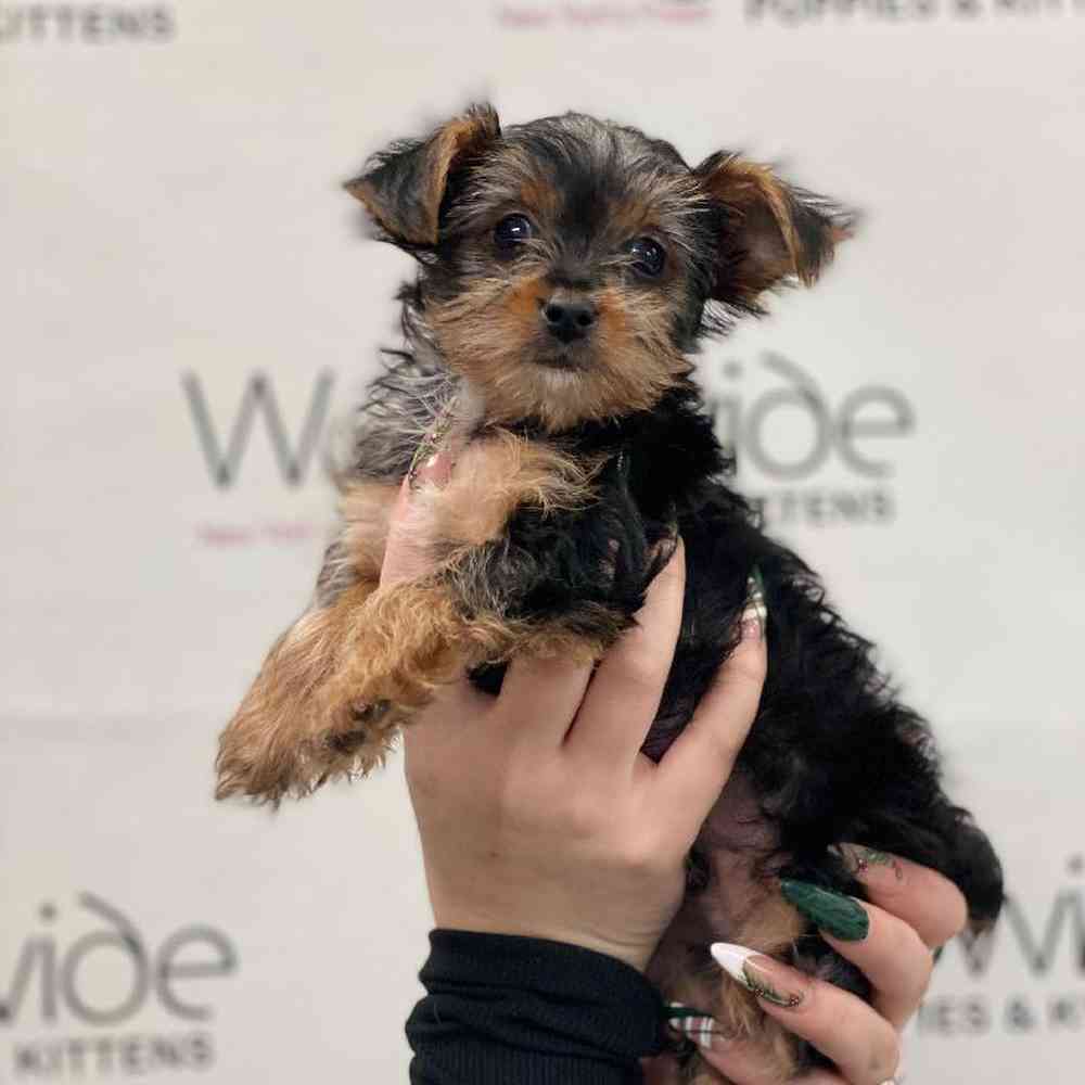 Male Yorkie Puppy for Sale in Bellmore, NY