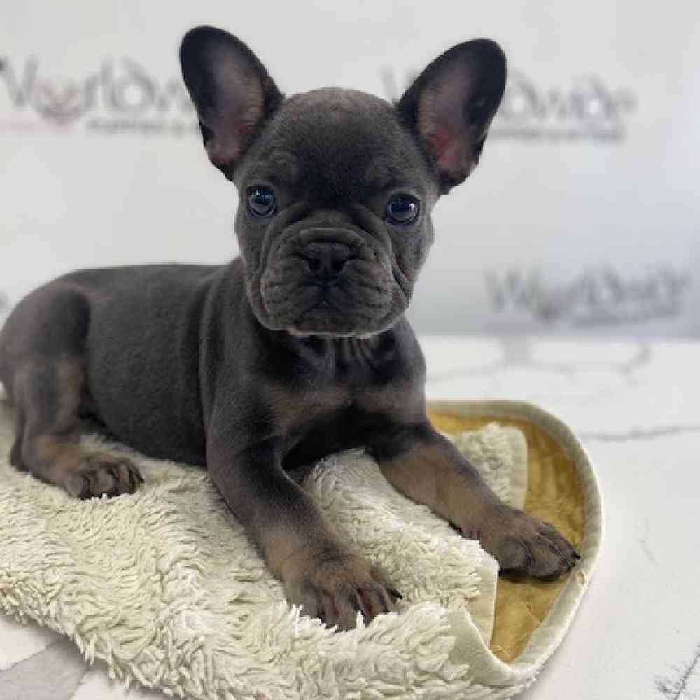 Male French Bulldog Puppy for Sale in Bellmore, NY