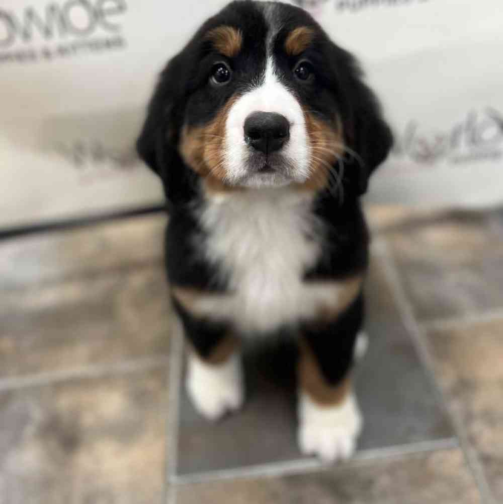 Female Bernese Mountain Dog Puppy for Sale in Bellmore, NY