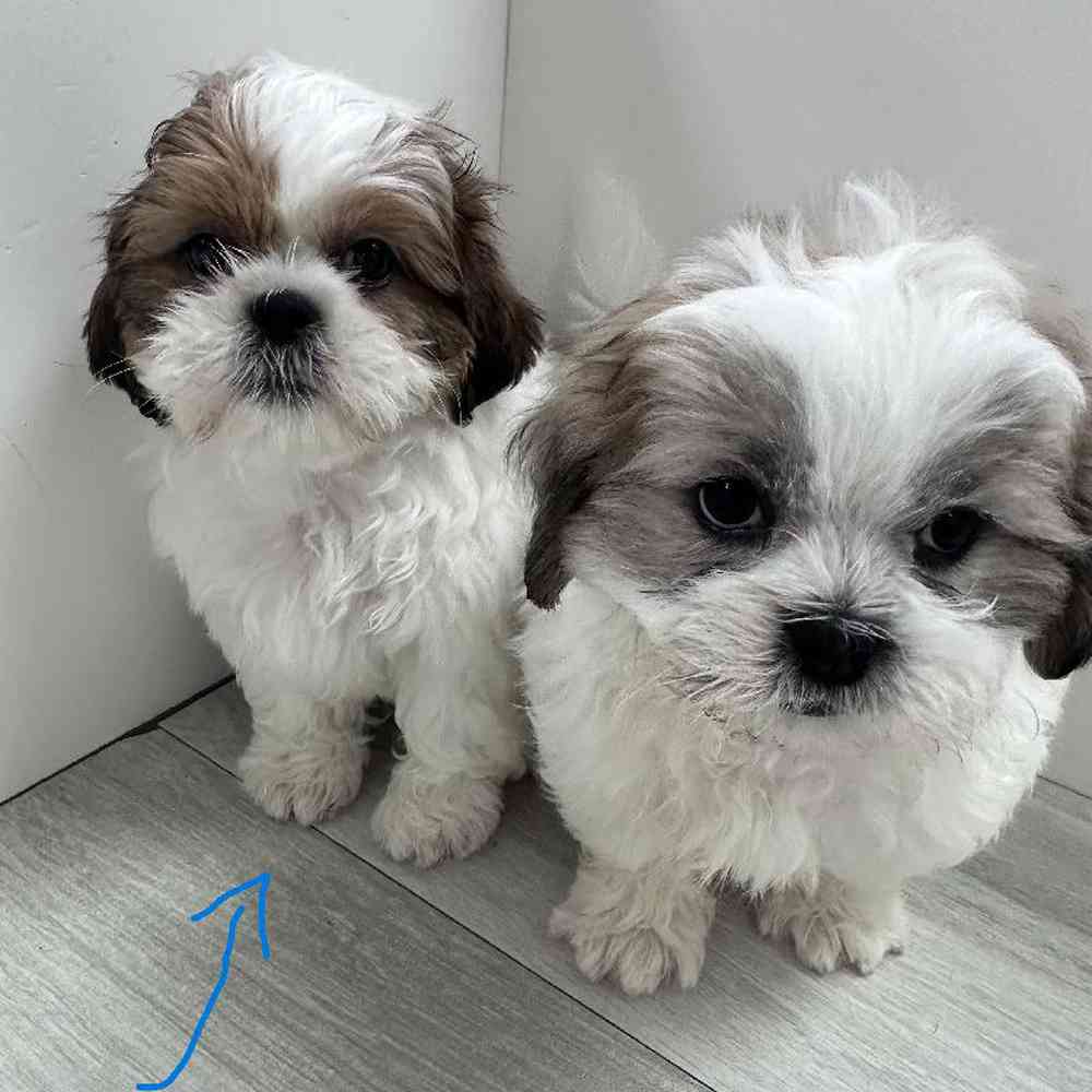 Male Shih Tzu Puppy for Sale in Bellmore, NY