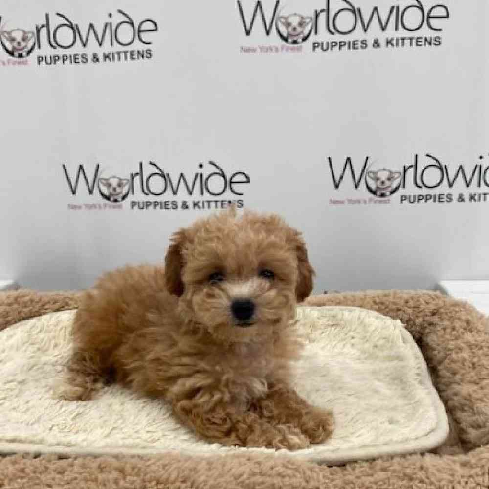 Male Bichapoo-Poodle Puppy for sale