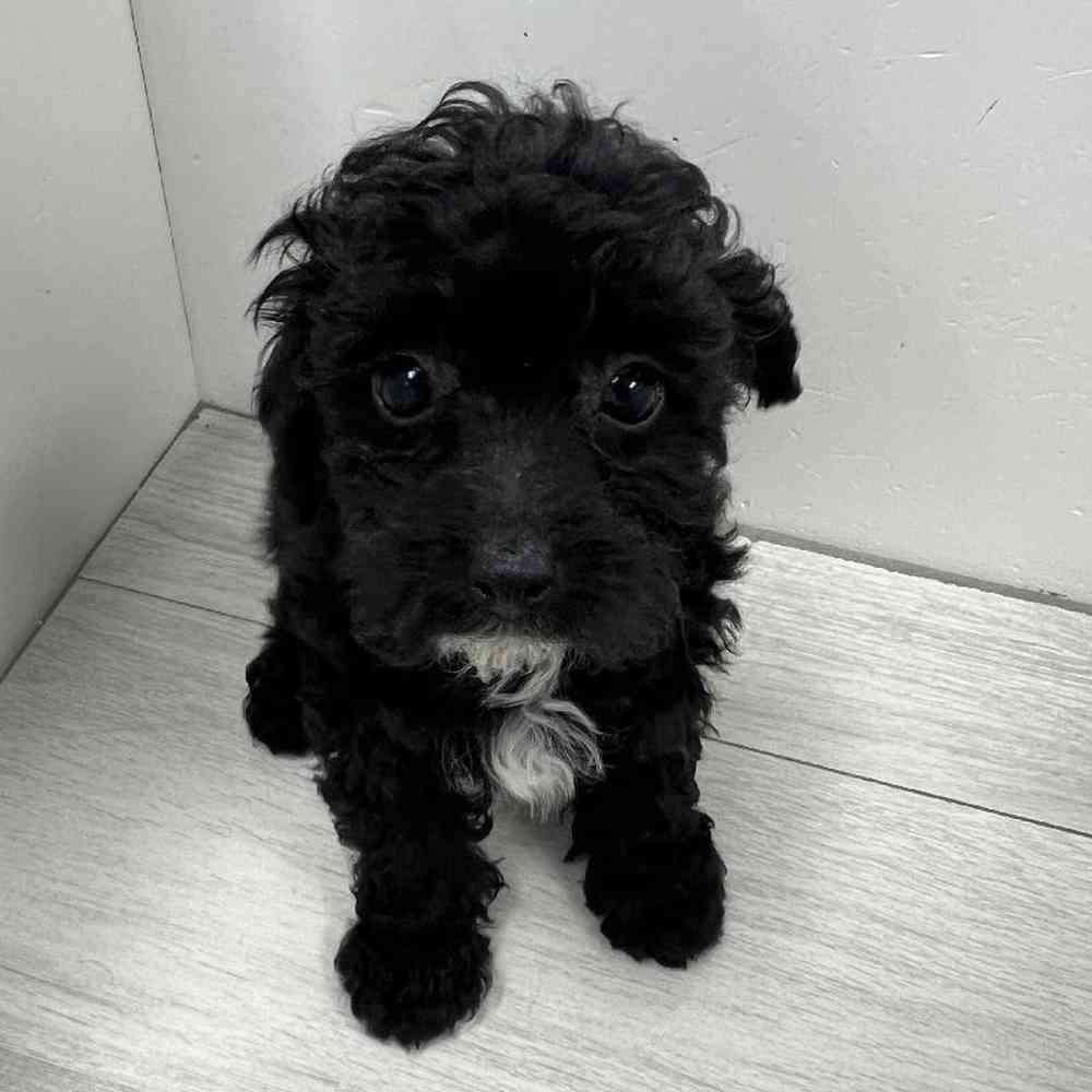 Female Poodle Puppy for Sale in Bellmore, NY