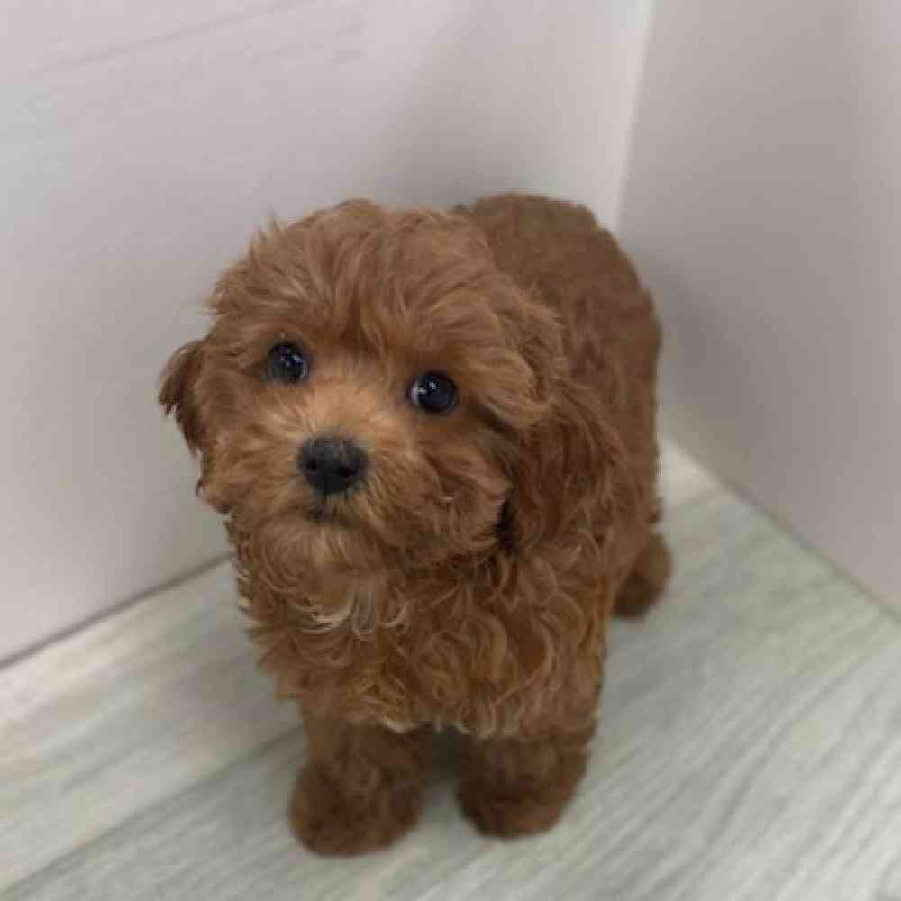 Female Cavapoo 2nd Gen Puppy for sale
