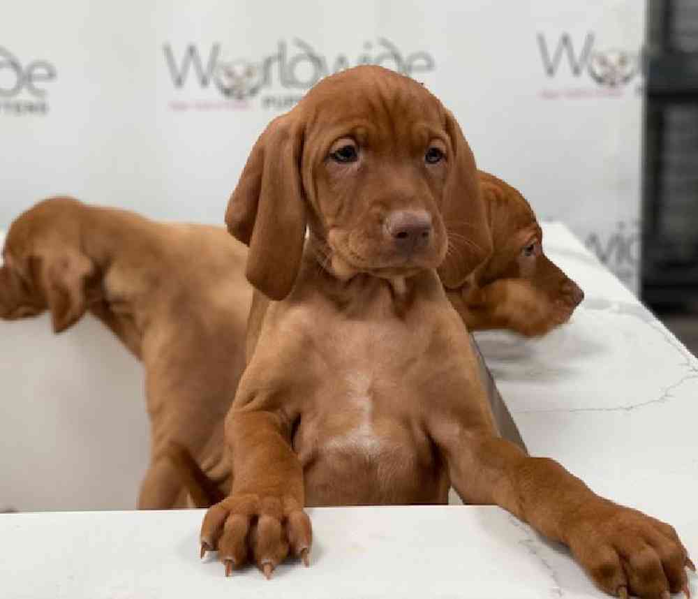 Male Vizsla Puppy for Sale in Bellmore, NY