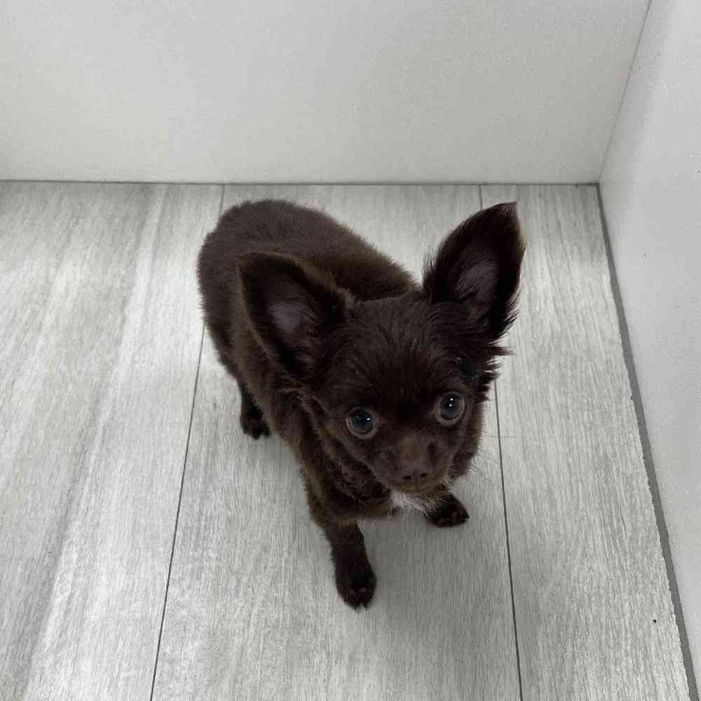 Female Chihuahua Puppy for Sale in Bellmore, NY