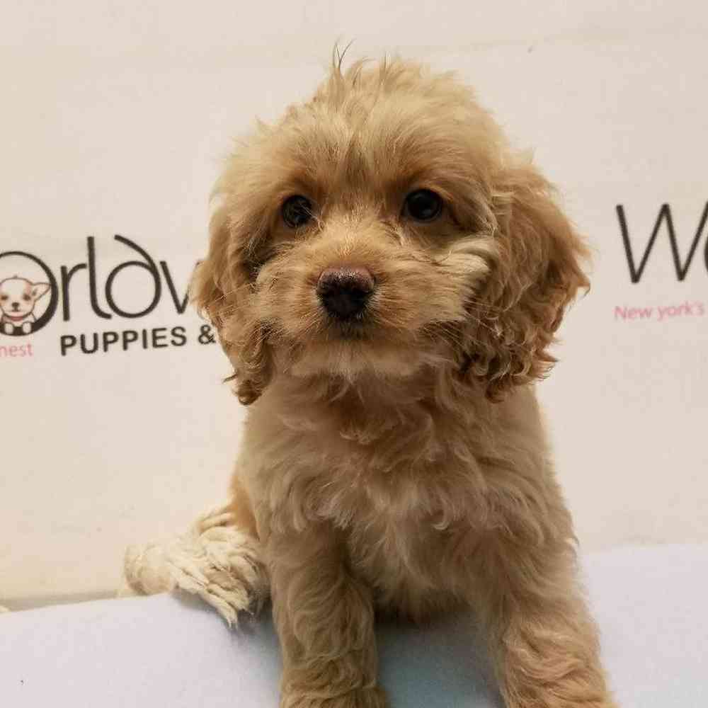 Female COCKAPOO/POODLE Puppy for sale