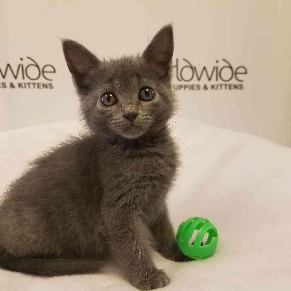 Male Russian Blue Kitten for Sale in Bellmore, NY