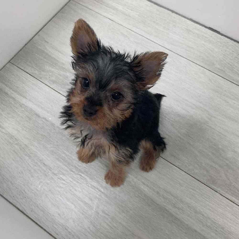 Female Yorkie Puppy for Sale in Bellmore, NY
