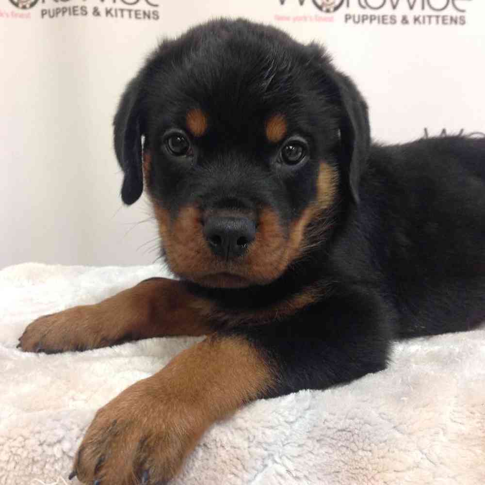 Male Rottweiler Puppy for Sale in Bellmore, NY