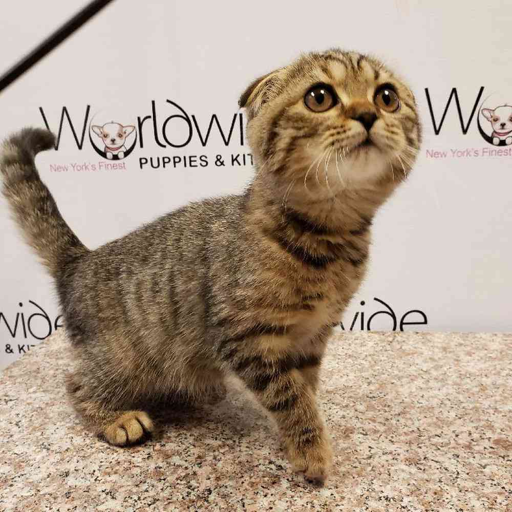 Male Scottish Fold Kitten for sale
