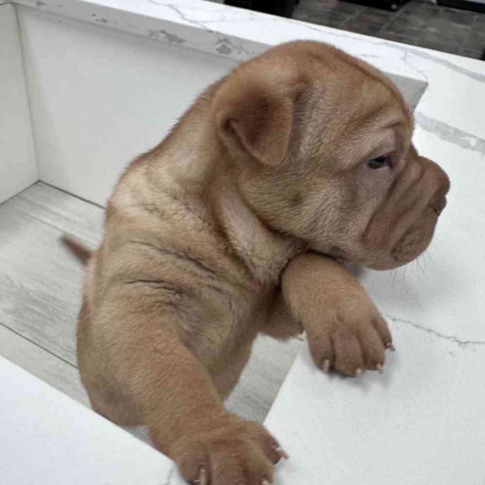 Female Shar-pei/Puggle Puppy for Sale in Bellmore, NY
