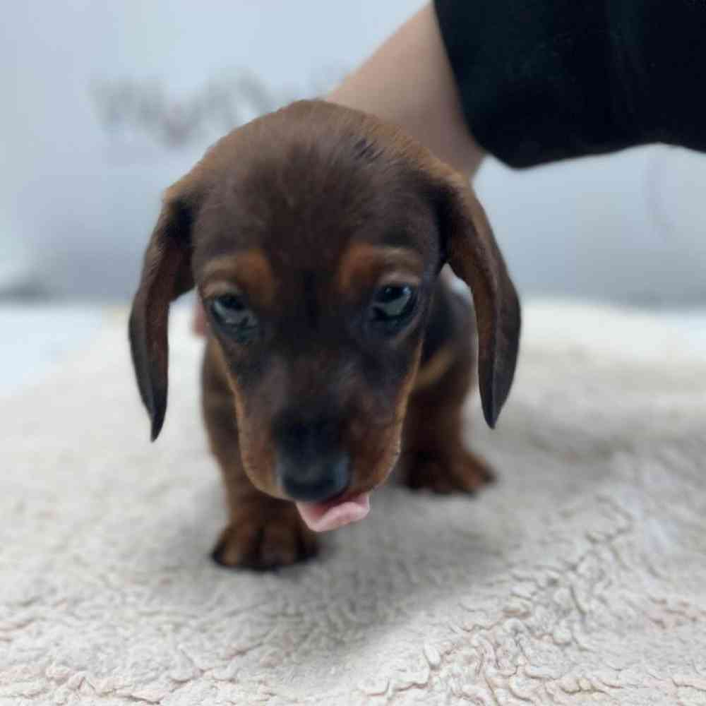 Male Dachshund Puppy for Sale in Bellmore, NY