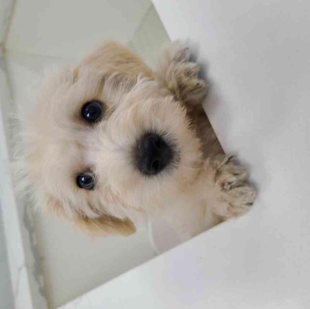 Female ScottiePoo Puppy for sale
