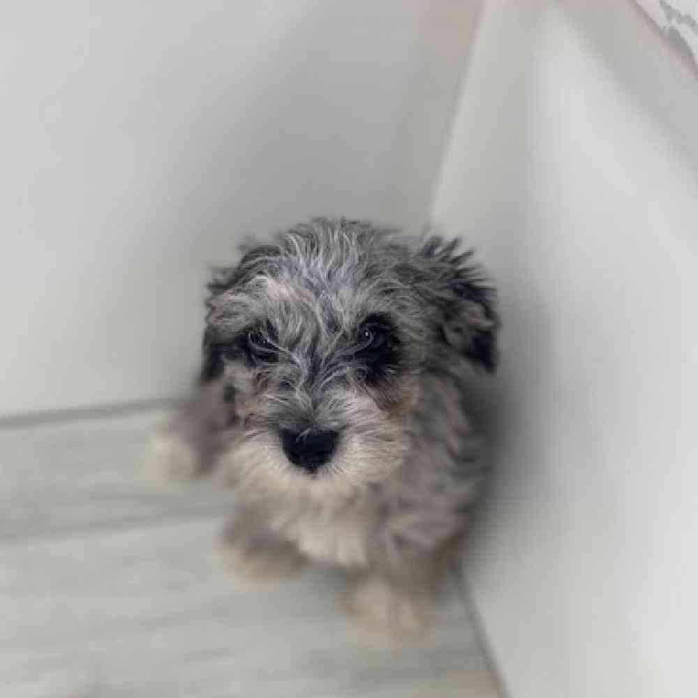 Male Schnoodle Puppy for Sale in Bellmore, NY