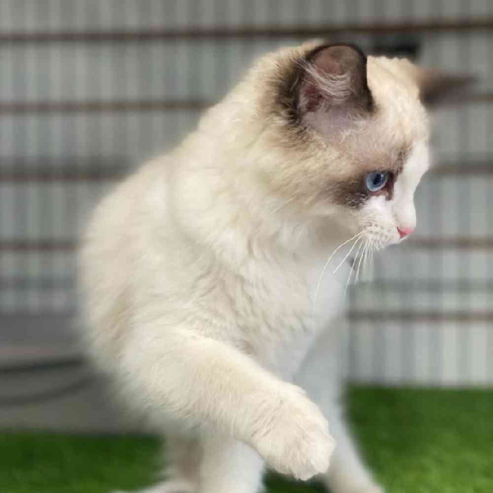 Female Ragdoll Kitten for sale