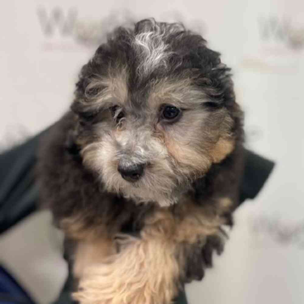 Male MBD/ Mini Poodle Puppy for Sale in Bellmore, NY