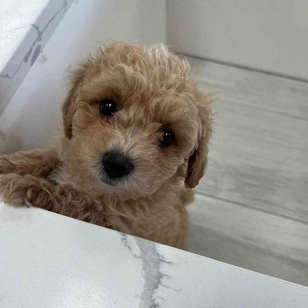 Female Poodle Toy Puppy for Sale in Bellmore, NY