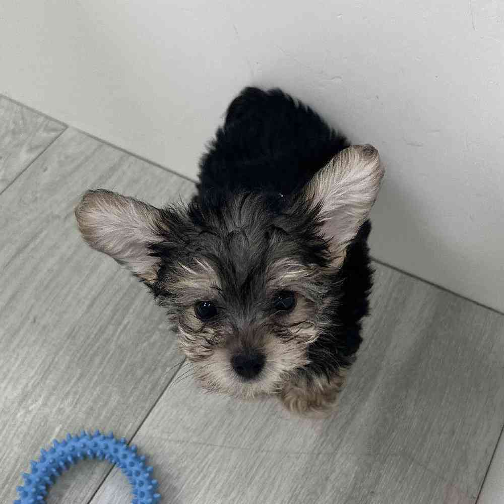 Male Morkie Puppy for Sale in Bellmore, NY