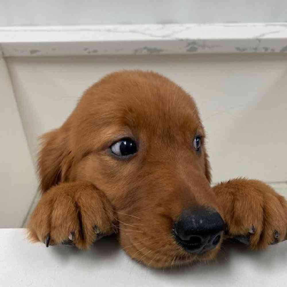 Male Golden Retriever Puppy for Sale in Bellmore, NY