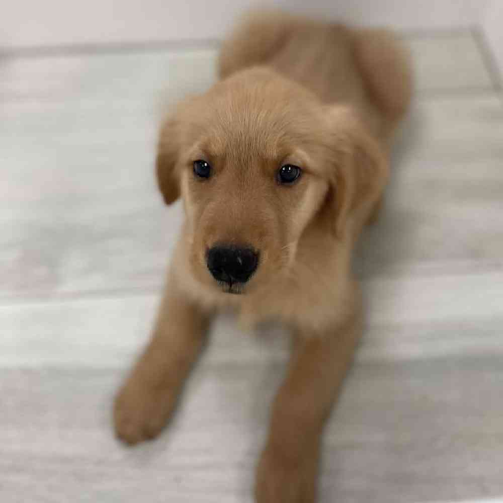 Male Golden Retriever Puppy for Sale in Bellmore, NY
