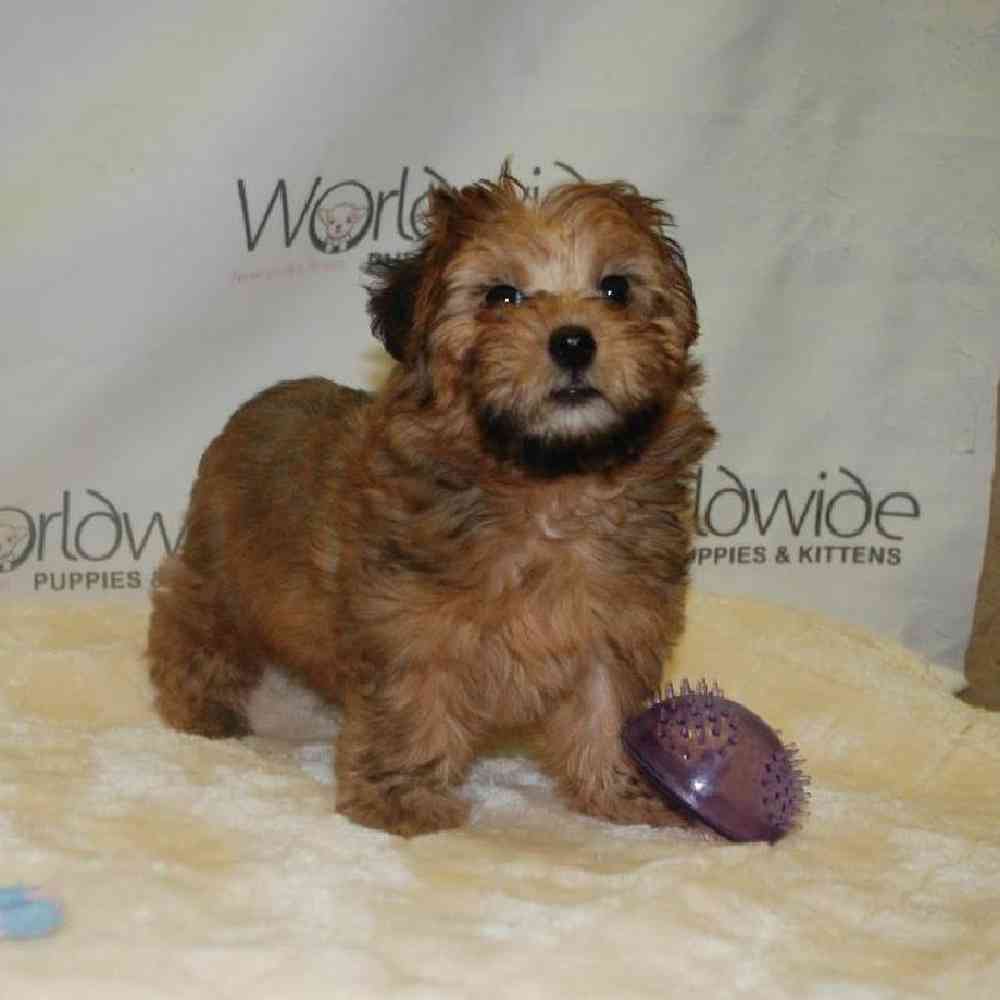 Female Shorkie Puppy for Sale in Bellmore, NY