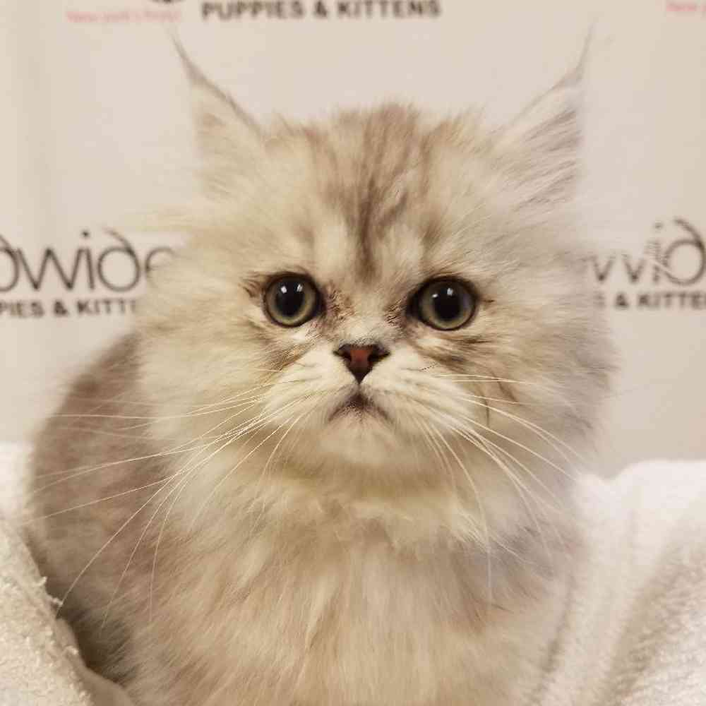 Male Persian Kitten for Sale in Bellmore, NY