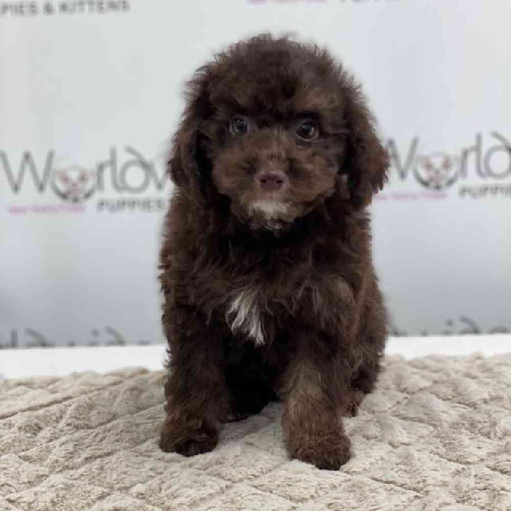 Male Bichapoo/Poodle Puppy for sale