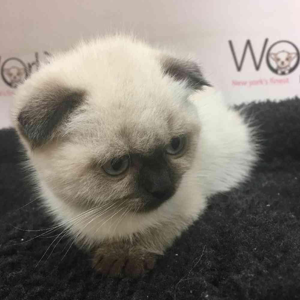 Male Scottish Fold Kitten for sale