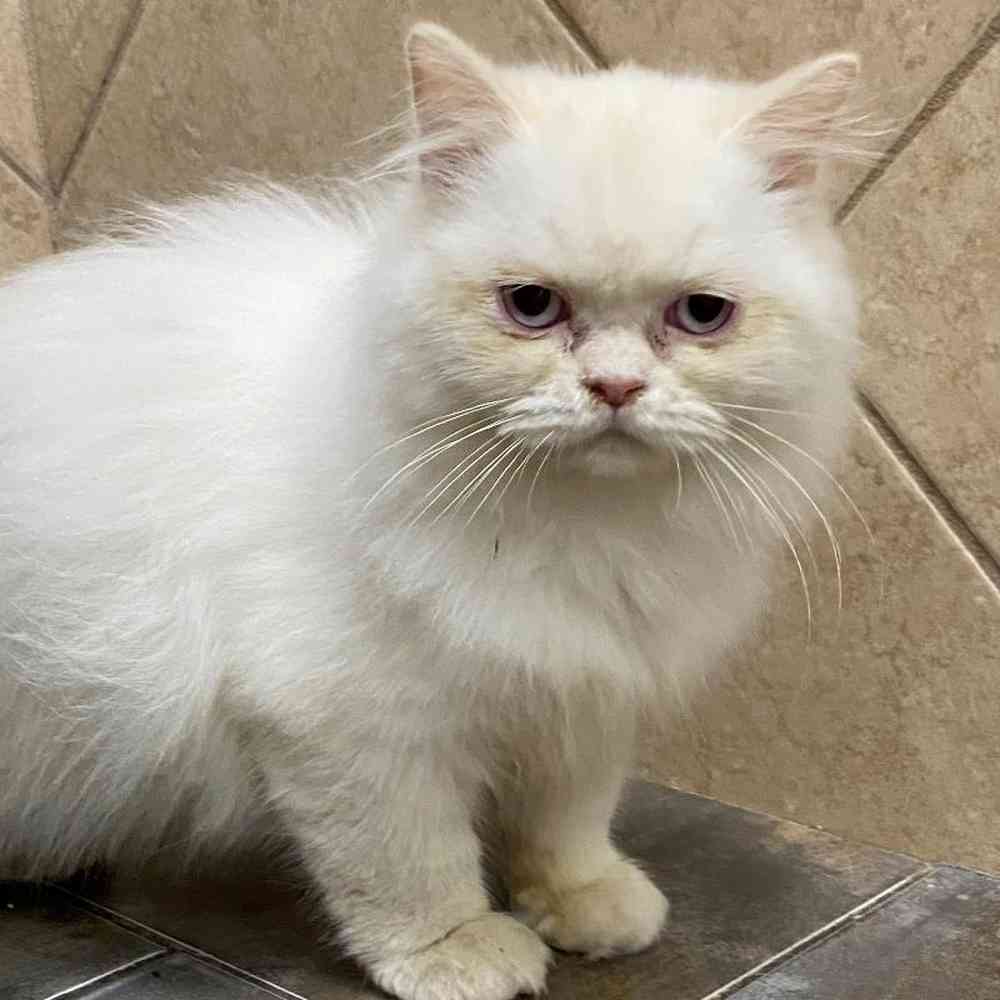 Male Persian Kitten for sale