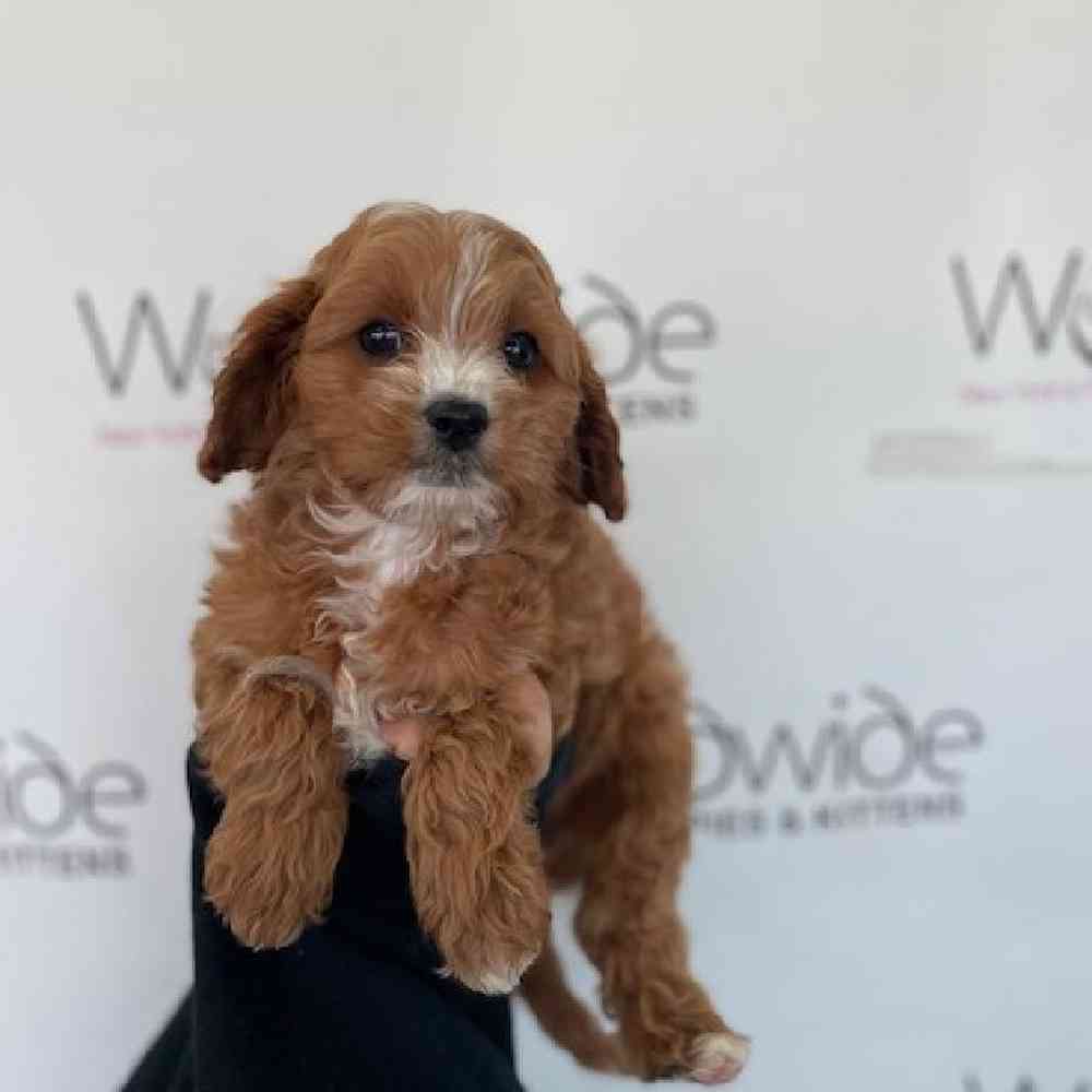Male Cavapoo Puppy for Sale in Bellmore, NY