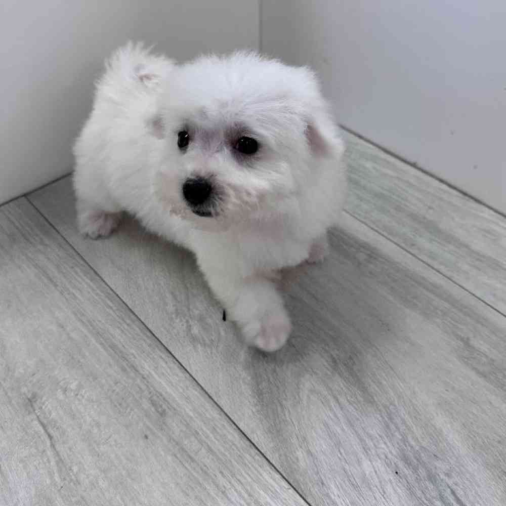 Female Bichon Frise Puppy for Sale in Bellmore, NY
