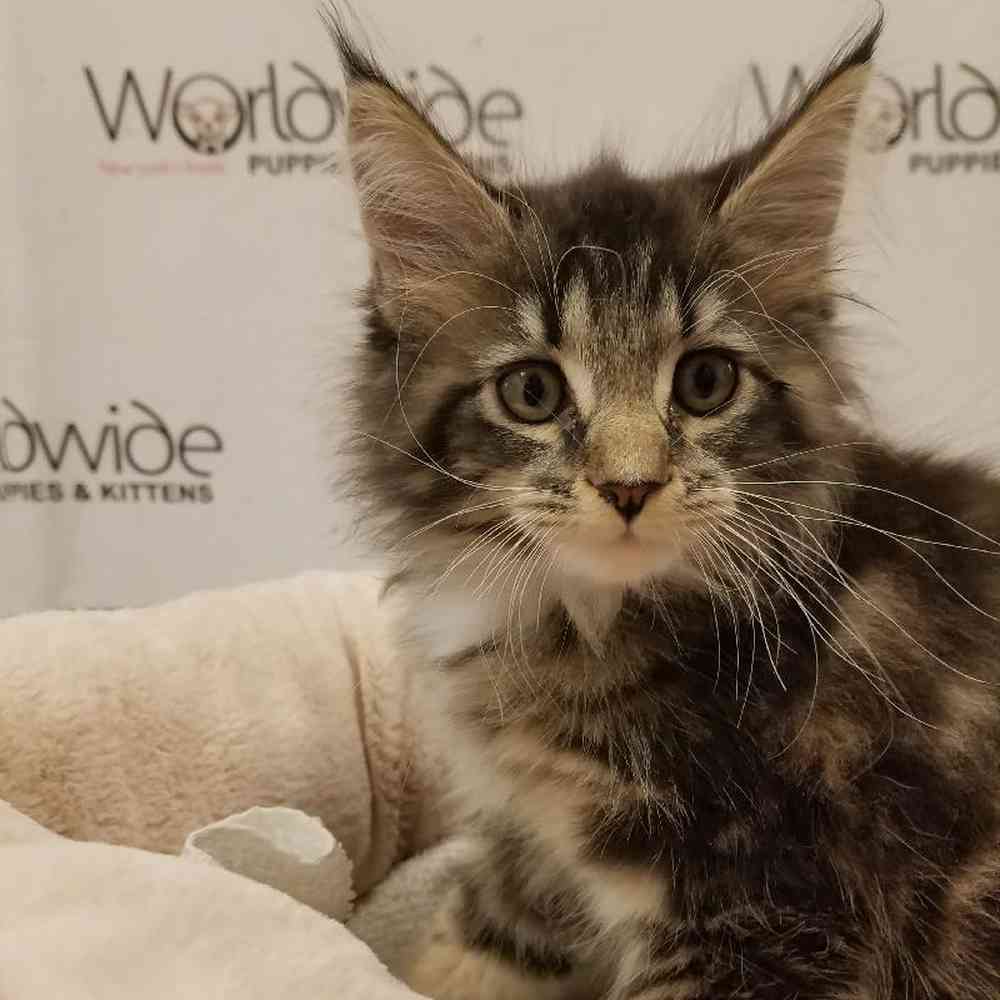 Male Mainecoon Kitten for Sale in Lindehurst, NY