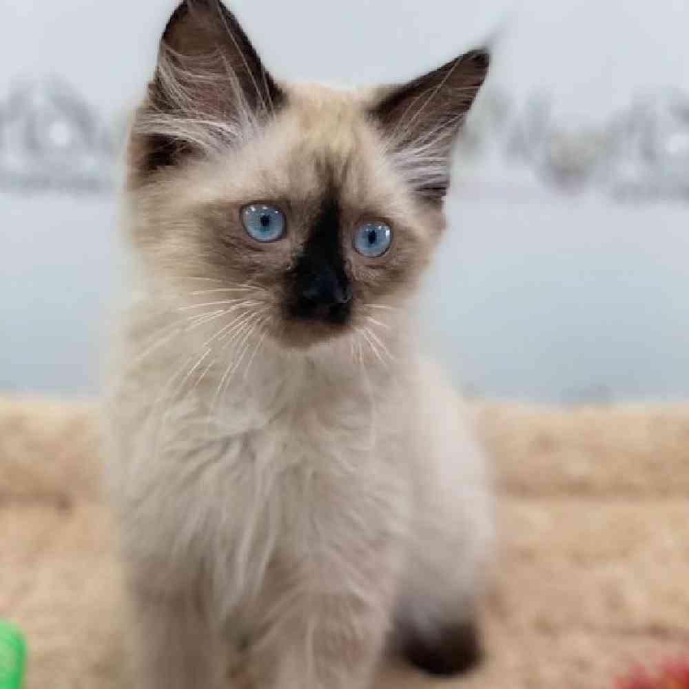 Female Ragamuffin Kitten for sale