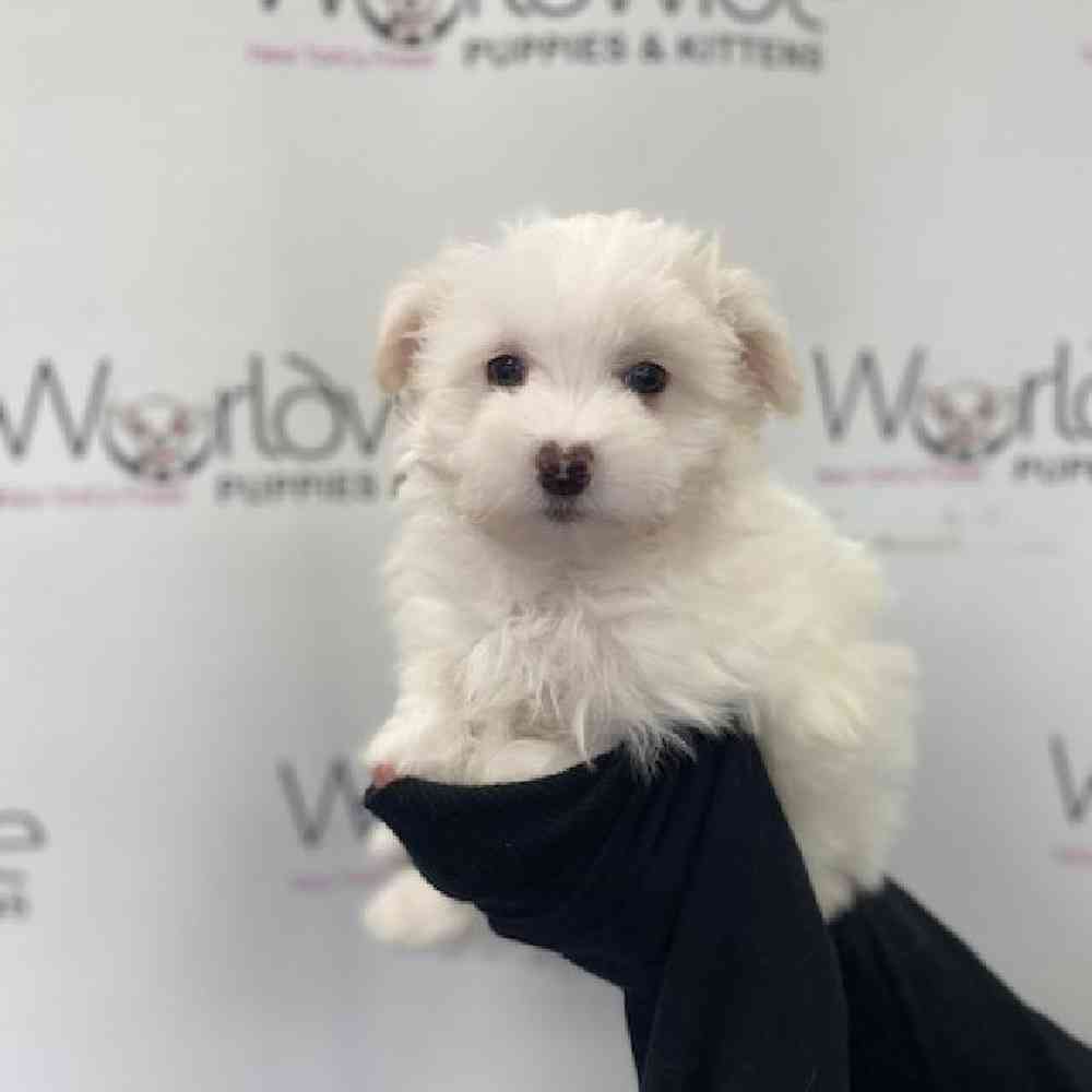 Male Maltese Puppy for Sale in Bellmore, NY