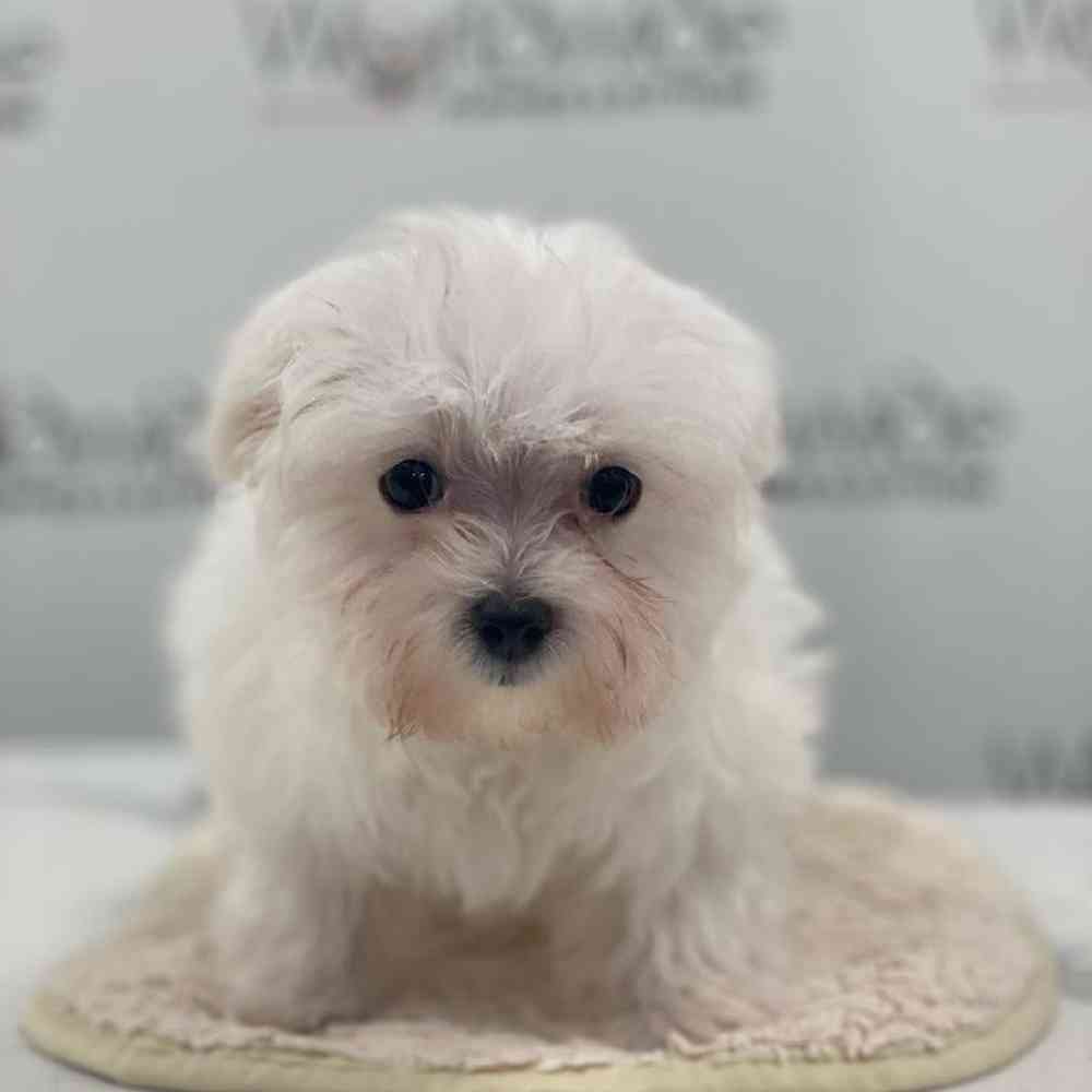 Female Maltese Puppy for Sale in Bellmore, NY