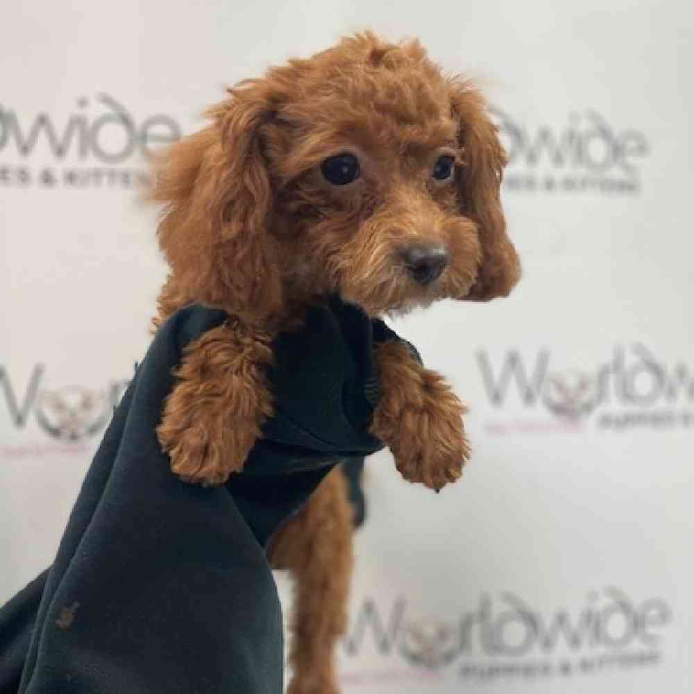 Female 2nd Gen Mini Goldendoodle Puppy for Sale in Bellmore, NY