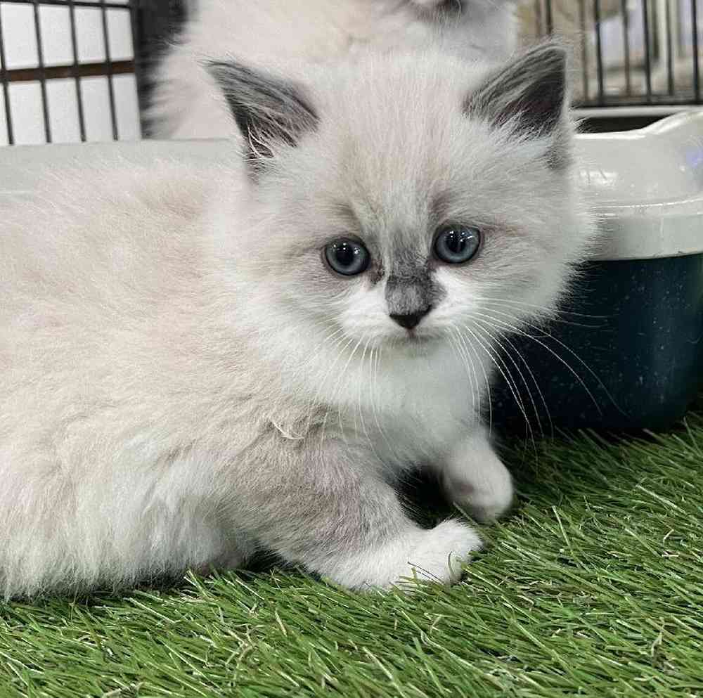 Female Ragdoll Kitten for Sale in Bellmore, NY