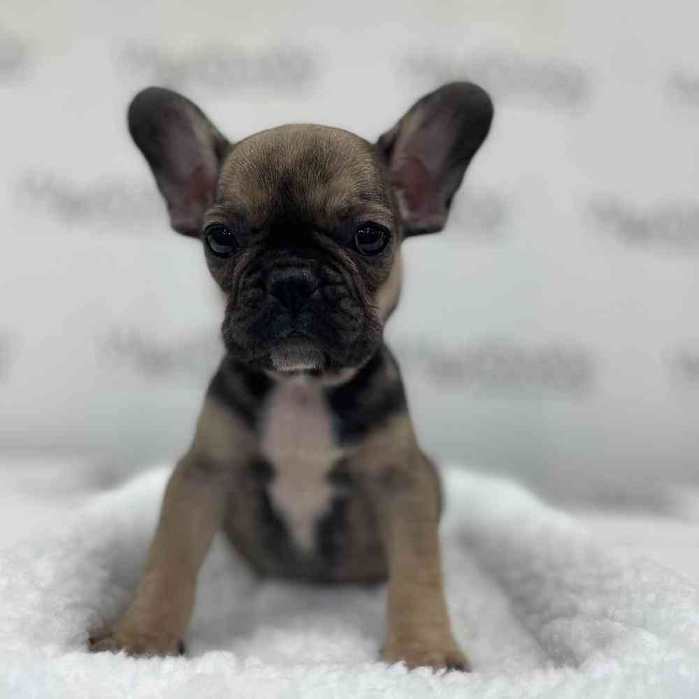 Female French Bulldog Puppy for Sale in Bellmore, NY