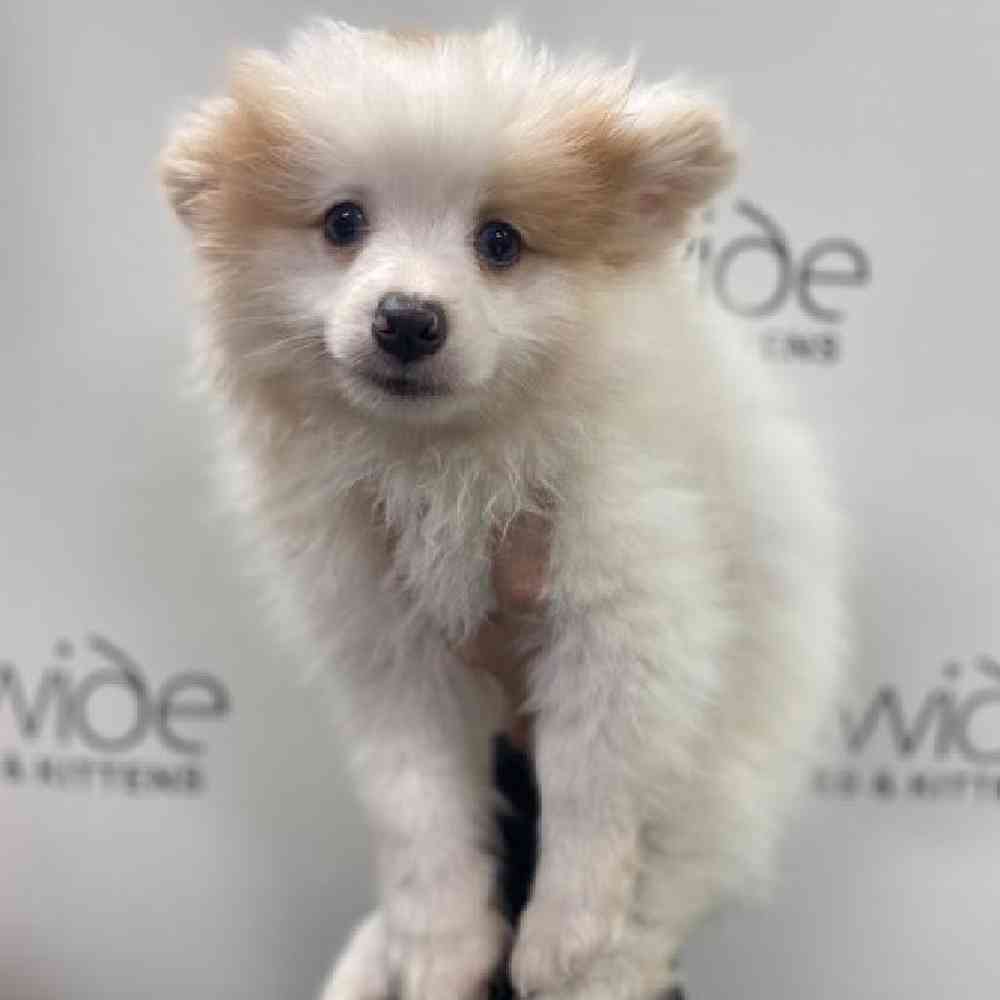 Male Pomeranian Puppy for Sale in Bellmore, NY