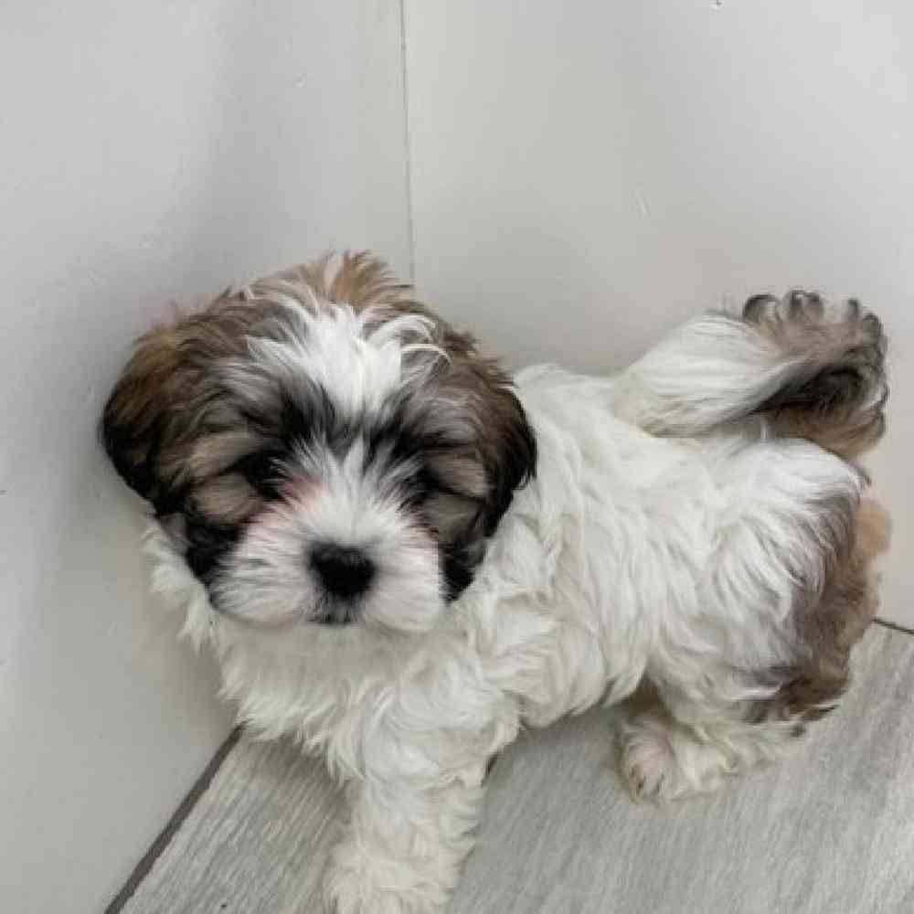 Female Malshi Puppy for Sale in Bellmore, NY