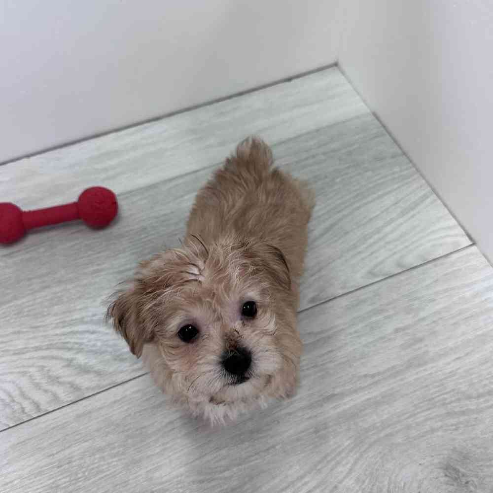 Male Yochon Puppy for Sale in Bellmore, NY