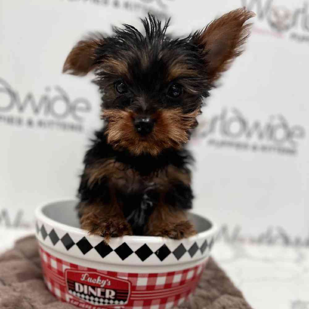 Male Yorkie Puppy for Sale in Bellmore, NY